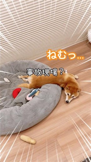 シャルちゃんは柔らかい#short #柴犬 #雑種犬 #元保護犬