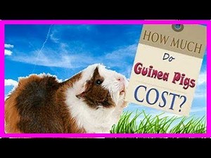 How much do guinea pigs cost?