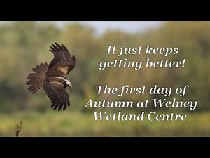 The first day of Autumn at Welney Wetland Centre - Wildlife Photography Vlog / British Wildlife