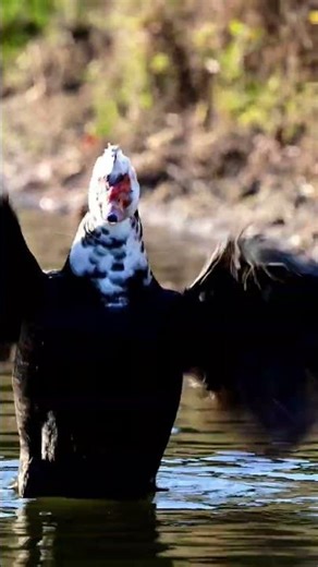 Muscovy duck enjoying a bath #florida #wildlife #nature #backyard #ducks