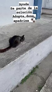 Caso Externo Nos piden publicar este caso Para encontrar ayuda  Buen día mí estimada estos gatitos 0992883355 Por favor compartir  | Adopción Animal Guayaquil - AG | Facebook