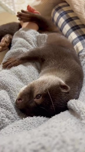 Adorable Baby Otter Relaxing on a Blanket