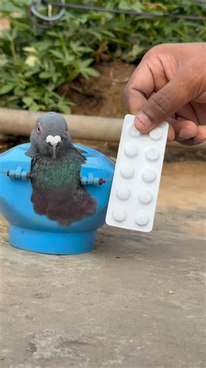 From Weak to Healthy: The Ultimate Guide to Treating Sick Pigeons with the Right Medicine #usa #uk