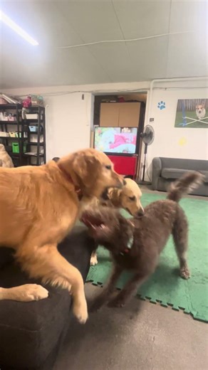 Just some casual mouth wrestling #goldenretreiver #doodle #dog #dogs #dogshorts #dogvideos #doglove