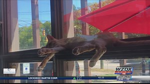 Alabama’s first cat cafe opens in Birmingham