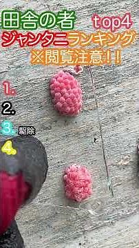 閲覧注意 田舎の者のジャンタニTop４ #top #農業＃ジャンボタニシ