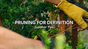Learn how to prune for definition with Matthew Pottage, curator of RHS Garden Wisley 🌳 Plants can start to lose their definition and grow into each other. Matt teaches us how to gently prune back to reveal the character of individual shrubs. www.rhs.org.uk/growathome #GrowAtHome | RHS - Royal Horticultural Society