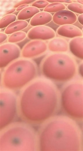 Researchers have identified biological pathways that allow cancer cells to be reprogrammed back into normal, healthy cells instead of being destroyed. By restoring the signals that control cell differentiation, scientists were able to effectively press a “reset button”—causing tumor cells to lose their cancerous behavior. This approach, known as differentiation therapy, does not apply to all cancers yet, but it represents a paradigm shift: treating cancer by normalizing cells rather than killing