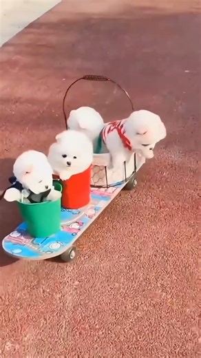 cute puppy 🐕#cute dog#pets #