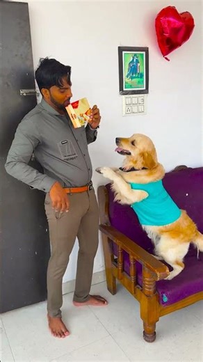 मेरे डॉग को कौन सी मिठाई का डब्बा मिला और उसके अंदर क्या था😱 #funnydogs #shorts