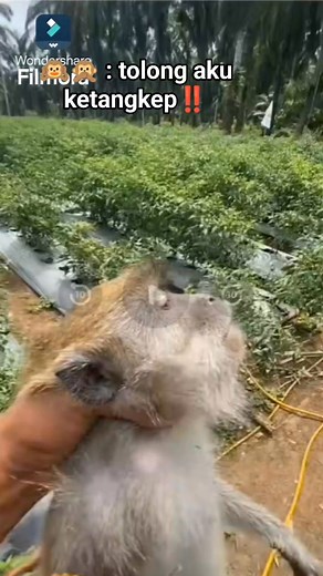 1.1M views · 10K reactions | Akhirnya ketangkap perusak tanaman semuaorang | Rico Rawang | Facebook