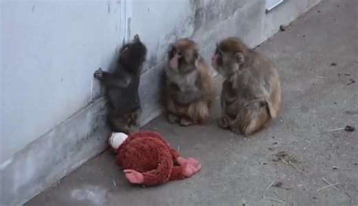 Viral Story of a Monkey and Its Surrogate Plush Toy