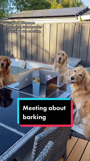 Dogs Meeting About Barking | Funny Dog Video