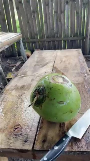 Mastering Coconut Cutting Techniques