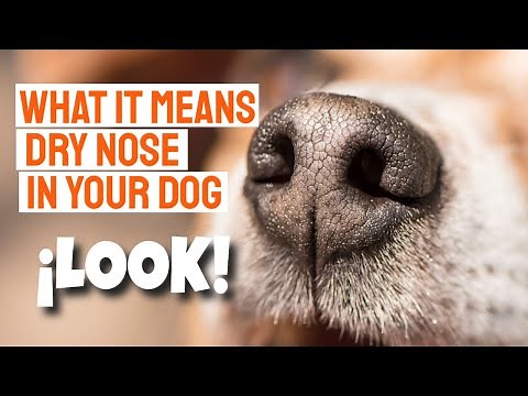 🐶🌞DRY NOSE IN DOGS (What It Means and What To Do)