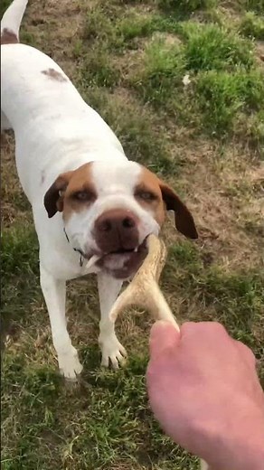 ジェイクと遊ぶ2#dog #イングリッシュポインター