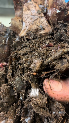 Tiny Worm Hatching 🐣 out of it’s egg!! 7 years of worm farming and this is my first time seeing the worm actively exiting its egg. Very cute and happy to reach this milestone with the worms . 🪱