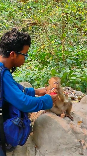 Update News of Situation of Leg's Lilo in Family Lila ! 001 #monkey #abandoned #babymonkey #wildlife #macaque #newborn #babymonkey🐒❤️️justlove