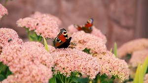 Butterflies Flying Over Pink Garden Flowers Stock Footage SBV-334335050 - Storyblocks