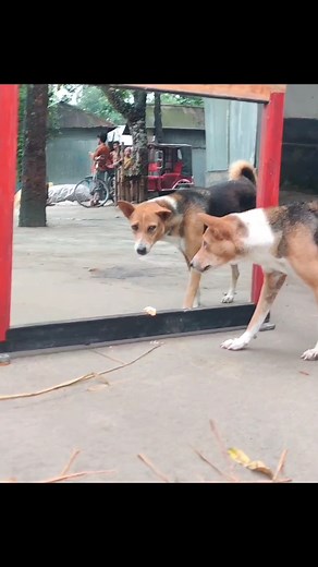 😂Angry Dog Vs Mirror Fight | Super Funny Mirror Prank | Hilarious Dog Reaction Video #prank #mirrorprank #funny #funydogvideo #funnyPrank #funnyvideo | All Time Best Fun Tv