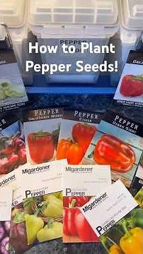 🫑 The Beginner’s Guide to Starting Peppers from Seeds! #gardening #plantingseeds #garden #gardener