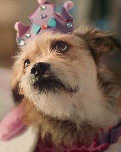 Stock up on Hill's Science Diet at PetSmart® for all your dog & cat food needs. Order online & pickup in-store. | PetSmart