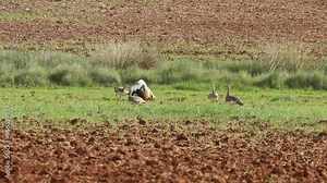 Great bustard male and females in mating season with the first lights of spring