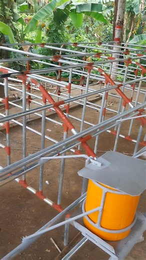 28K views · 369 reactions | Gestating pen with auto dispenser  #PiggeryEquipment #piggerybusiness #pigfarming | John Robert Morales | Facebook