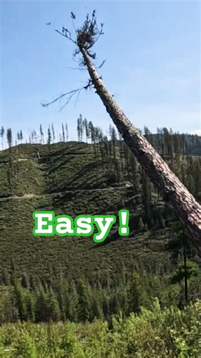 This Trick Makes Falling Trees Easy!