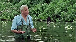 Charles Darwin and the Tree of Life