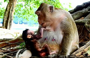 11K views · 417 reactions | Very lovely Tara talk and teach her baby be strong and happy | Monkey Show | Facebook