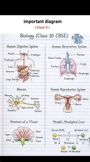 important diagrams #biology class 10 CBSC #education video #short video # science topic #10th class