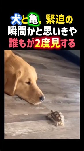 犬と亀、緊迫の瞬間かと思いきや誰もが2度見する！ #犬 #亀 #面白い #癒し #ゴールデンレトリバー #可愛い #dog #shorts