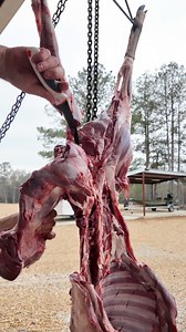 3.3M views · 79K reactions | Come along for part 2 of the whole process of skinning a deer!! Deboning!! If you want to watch the full video go check out youtube!! #deer #deerskinning #lousiana | Stalekracker | Facebook