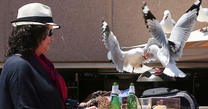 Food-snatching seagulls are more likely to leave you alone if you shout at them, researchers say
