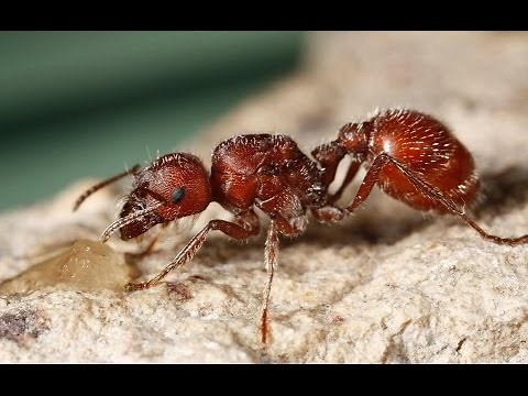 Elimina hormigas de tu casa. FÁCIL Y BARATO