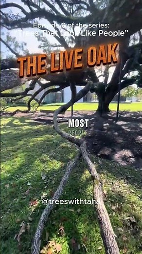 Live Oak (Quercus virginiana)