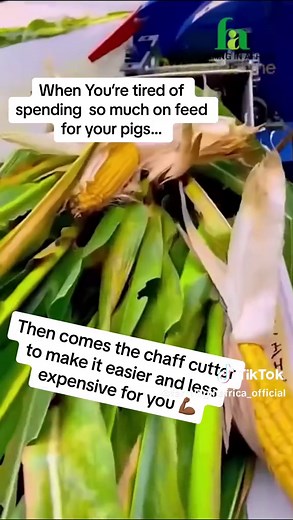 One major challenge pf pig farming is feed! Worry no more, with the Chaff Cutter, You’re able to make your own feed for your pigs, cattle, goats and all other livestock. #semanhyiafarms #livestock #farminginafrica #pigfarming #pig #chaffcutter #ghanatiktok🇬🇭 #agriculture #nigeriantiktok🇳🇬