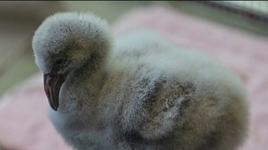 Months-old flamingo, harbor seal die from bird flu at Lincoln Park Zoo