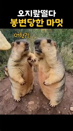A groundhog that got a bad rap #animal #cute #viral #groundhog #fun