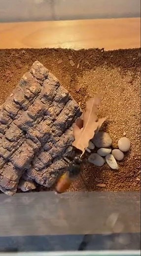 Robber Fly vs Cricket — Fast Intercept on Open #RobberFly #CricketFight #usa #snake #amazingbats