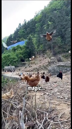 The most disciplined chickens you’ll ever see 🐔🔥”#chicken #discipline #army