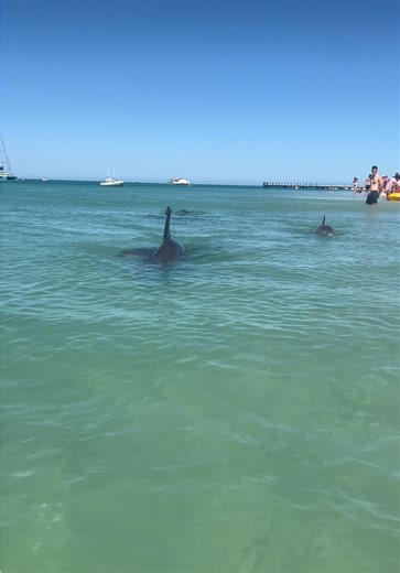 Dolphins and Sharks Encounter in Australian Waters