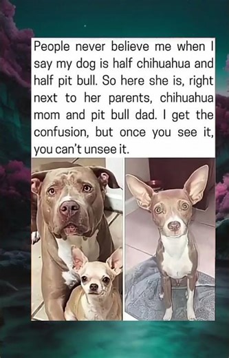 The Rescue of a Sweet Soul: From Neglect to a Forever Home 🐾❤️