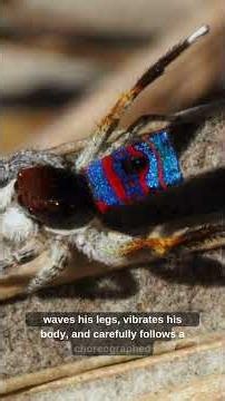 The Truth About Peacock Spiders Australia's Dancing Spider