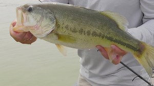 Stop in and let's talk fishing. SCHEELS is your one stop shop for all your fishing needs. | Scheels Outdoors