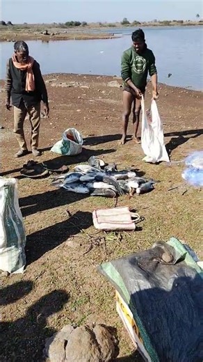 #trending #fishing #salaarpublicreviewfirsshow #fish #omprakashyadav #vlog #banfishing #villagelife