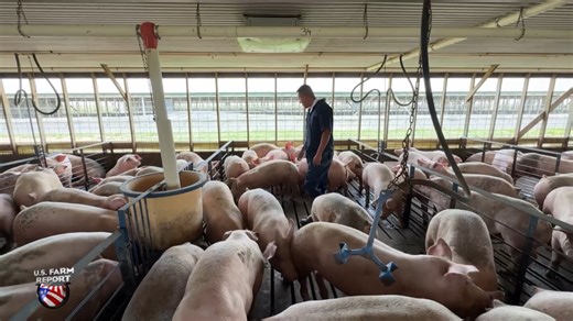 Pork Producers Could See Quickest Turnaround in Profitability on Record, But Some Still Aren’t Seeing Green