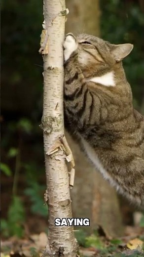 Why Cats Blink Slowly When They Trust You | Wild Serenity | 4K