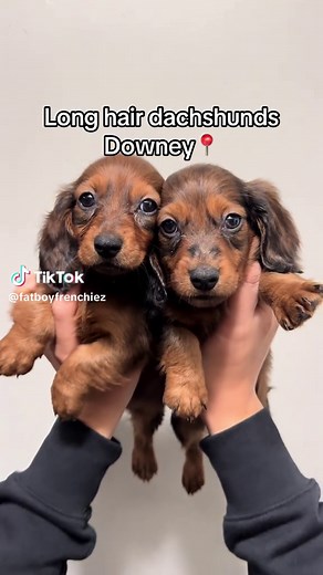 Captivating Long-Haired Dachshund Puppies